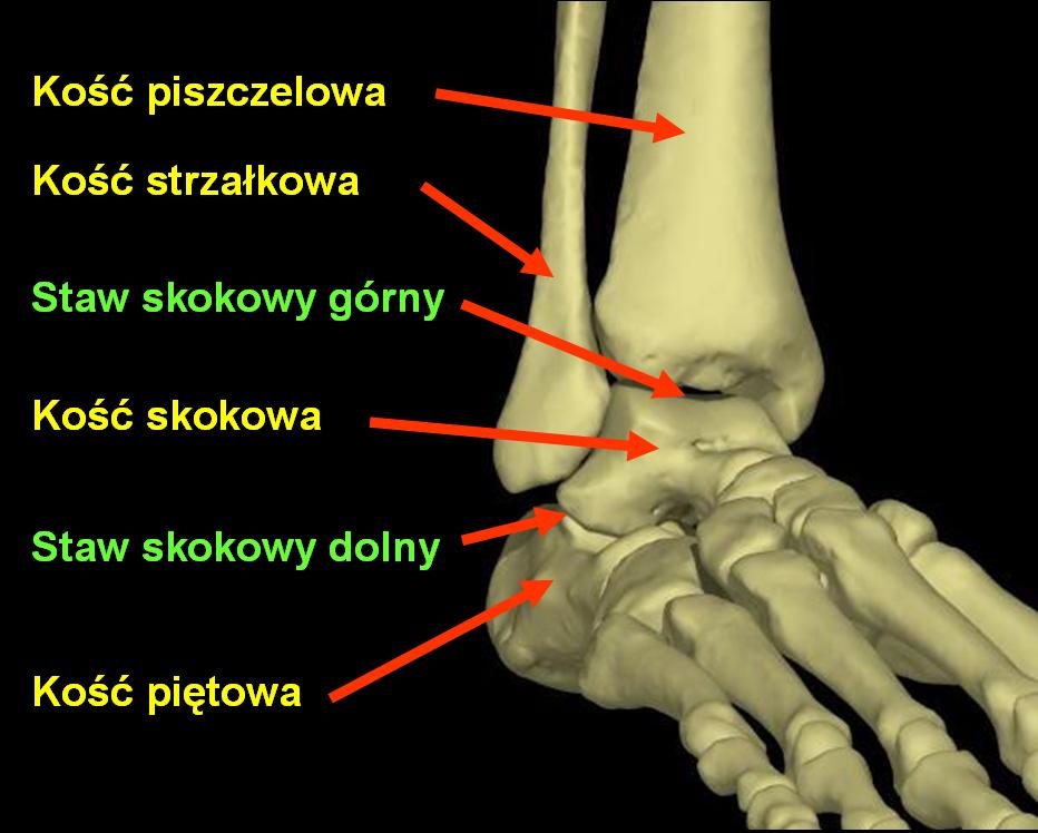 M J Staw Skokowy Staje Si Mobilny Movecamp Pl